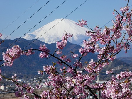 170228-松田町 河津桜 (11)
