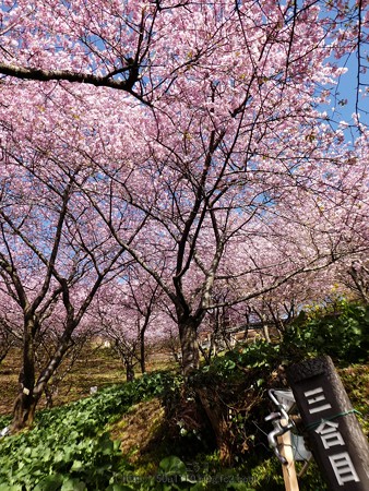 170228-松田町 河津桜 (20)