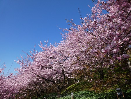 170228-松田町 河津桜 (21)