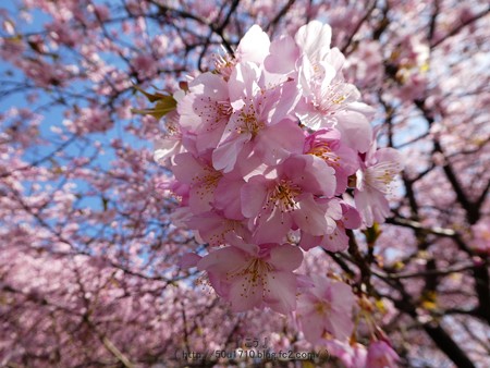 170228-松田町 河津桜 (29)