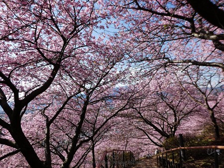 170228-松田町 河津桜 (44)