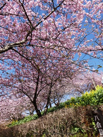 170228-松田町 河津桜 (49)