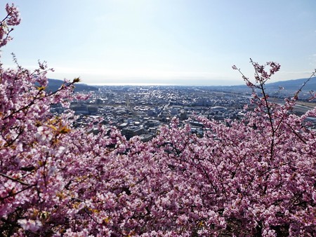 170228-松田町 河津桜 展望台 (24)