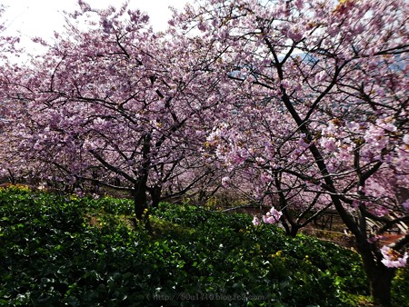 170228-松田町 河津桜 (86)