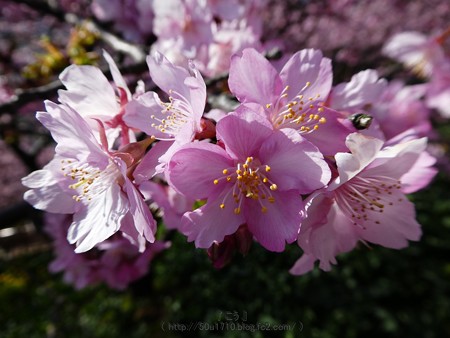 170228-松田町 河津桜 (88)