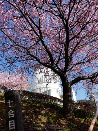 170228-松田町 河津桜 (43)