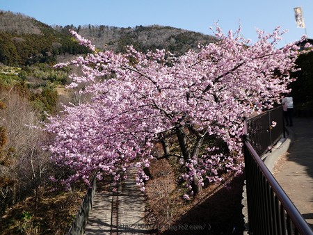 170228-松田町 河津桜 (121)