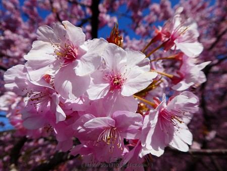 170228-松田町 河津桜 (130)
