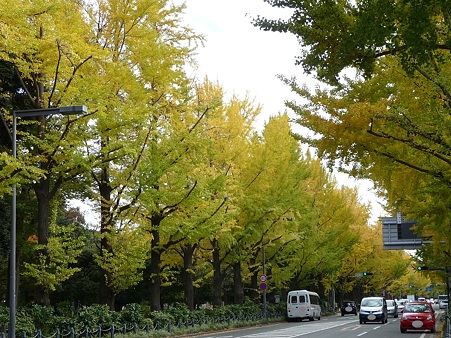 101119-紅葉 山下公園通り (11)