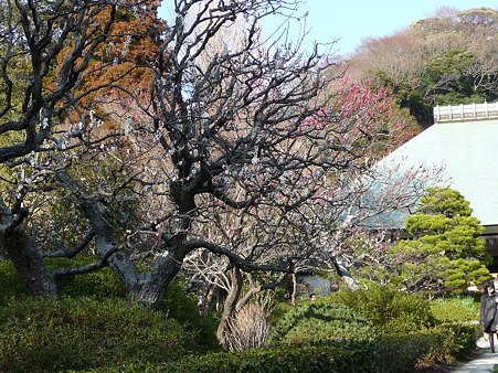 110225-浄明寺 (7)