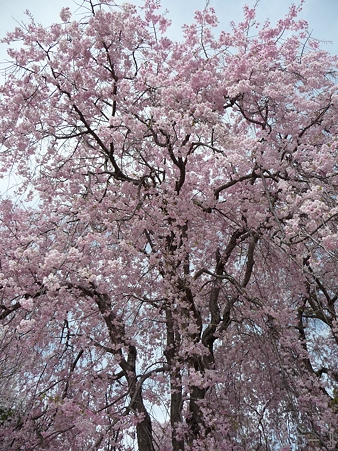 110417-姫路城 (200)