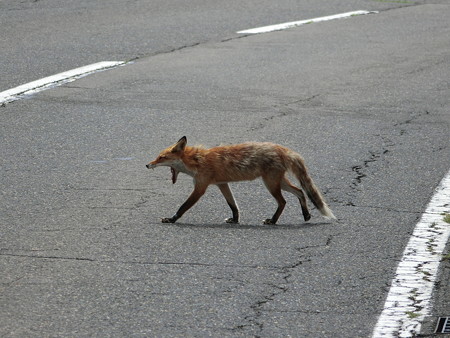 hokkaido touring (16)