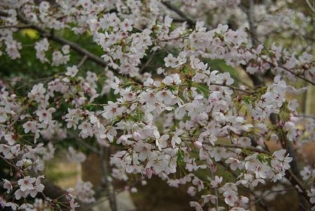 桜(4)