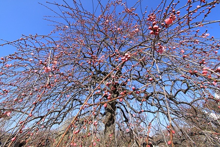 万博公園の梅の花