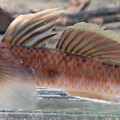 クロヨシノボリ０３-20161010