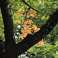 合浦公園・枯れ葉01-11.09.15