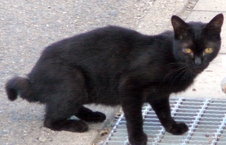 黒子猫
