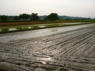 田植え