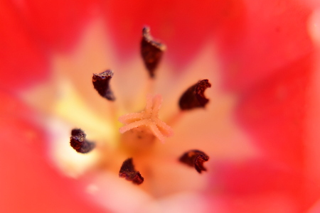 Inside of the Tulip