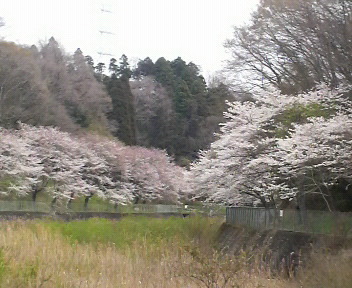 桜
