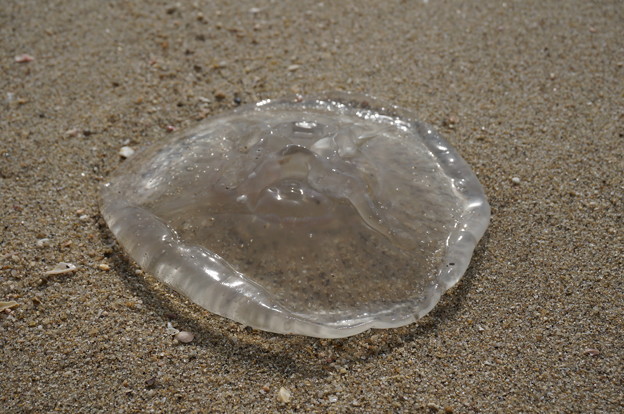 DSC06597