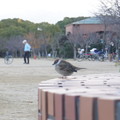 DSC09914