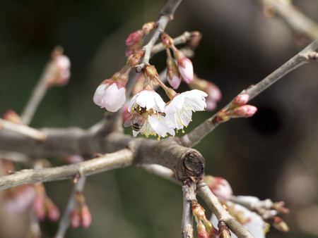 桜とミツバチ