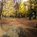 お山の紅葉風景４