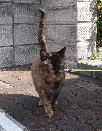 チビタン