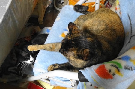 チビタンがマメタンに猫パンチ