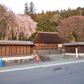 Photos: 高麗神社しだれ桜 331
