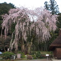 Photos: 高麗神社しだれ桜 318