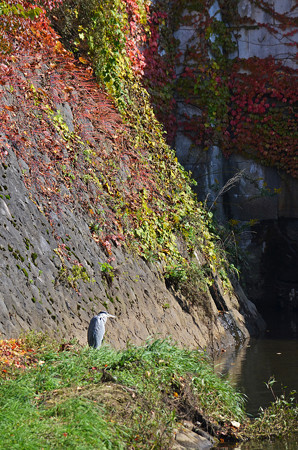 鷺と紅葉