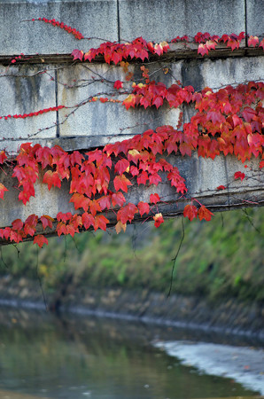 紅葉した蔦