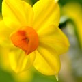 幸せの黄色い水仙