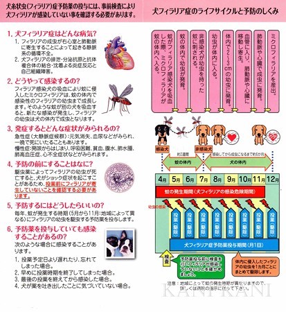 フィラリア検査2