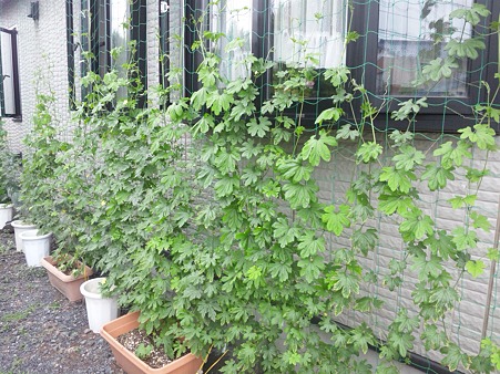 2011 / 7 / 31 のゴーヤ