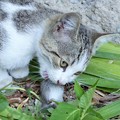 Photos: 食欲の秋（食べ乍ら見んとい亭！） Cat Eats Mouse