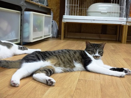 こと「ちょっと休憩中なの」