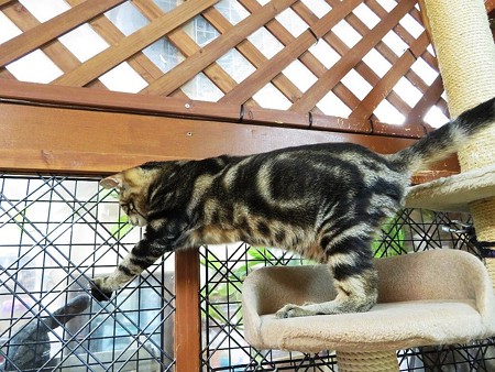 カロ「こっちは何があるの？」