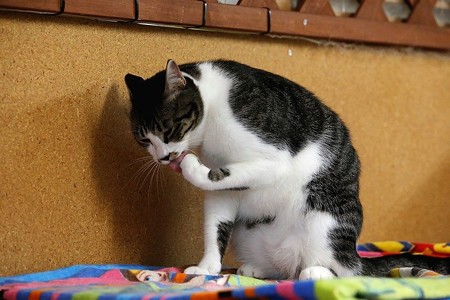 ココレ「これでいつでも戦闘態勢に入れる。。。」