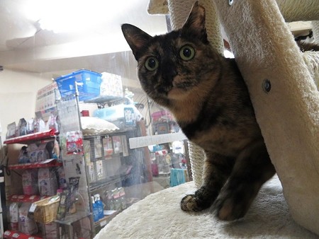 葉月「ねぇ、どこかに隠してるんじゃないの?」