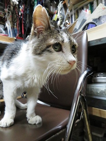 ちょーちゃん「トーチャンが留守なんぢゃ・・・」