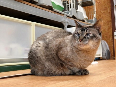 ミレイ「失礼ね、ちゃんと開くことだってあるわよ」