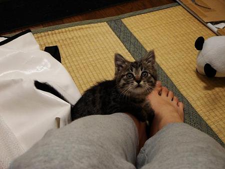くっついてるとあんしんにゃの