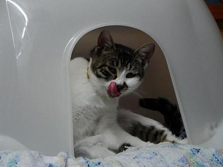 満足マヤちゃん