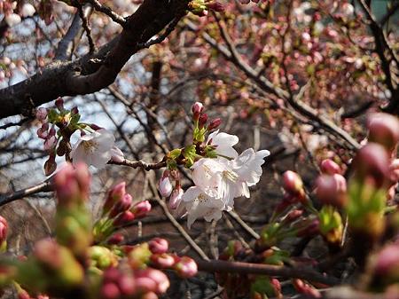 2011.03.30　目黒川の桜