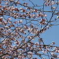 Photos: 大通公園の桜