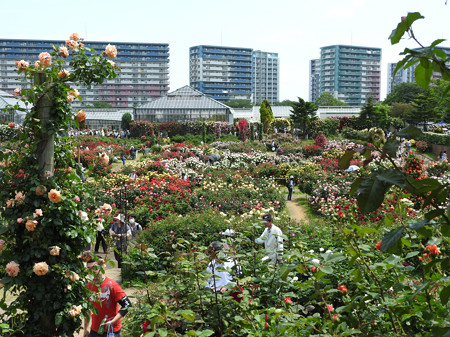 京成バラ園05