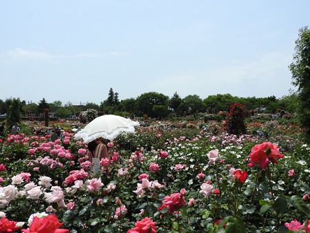 京成バラ園19